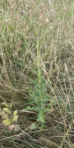Image of Lactuca ludoviciana by (c) Jeff D Hansen, some rights reserved (CC BY)