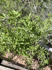 Forestiera pubescens pubescens