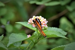 Danaus chrysippus