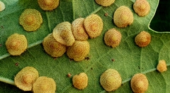 Neuroterus quercusbaccarum