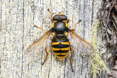 Sericomyia silentis