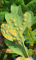 Neuroterus quercusbaccarum