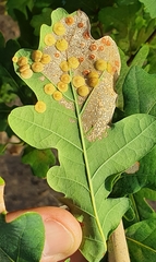 Neuroterus quercusbaccarum