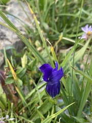 Gentianopsis thermalis