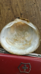 Polymesoda caroliniana