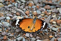 Danaus chrysippus