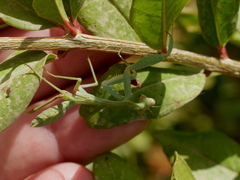 Sphodromantis viridis