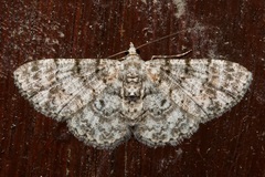 Myrioblephara simplaria