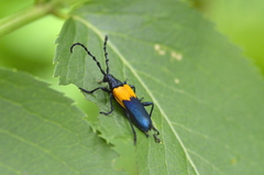 Desmocerus palliatus