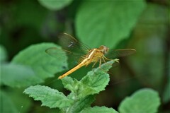 Crocothemis servilia