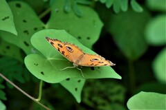 Junonia almana