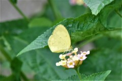 Eurema hecabe
