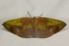 Omiza herois
