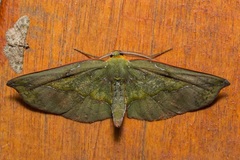 Omiza lycoraria
