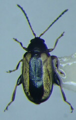 Phyllotreta parallela