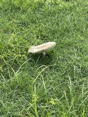 Chlorophyllum molybdites image