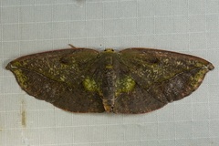 Omiza lycoraria