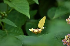 Eurema hecabe