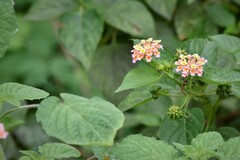 Lantana camara