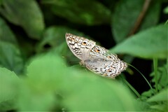 Junonia atlites