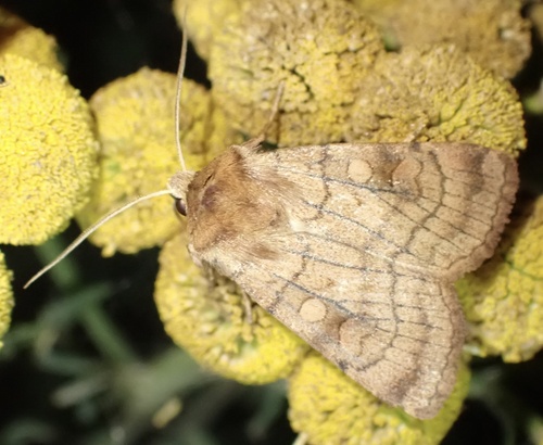 Six-striped Rustic