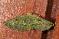 Omiza lycoraria