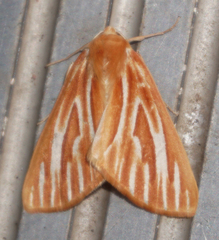 Sabulodes niveostriata