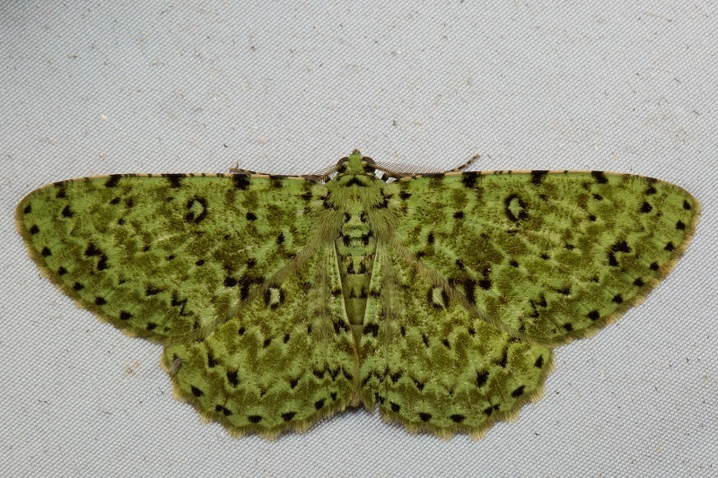 Parapercnia viridior
