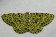 Ophthalmitis viridior