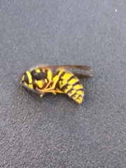 Vespula maculifrons