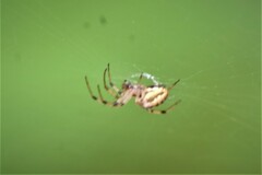Neoscona adianta