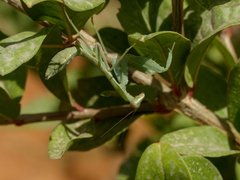 Sphodromantis viridis