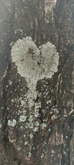 Pyxine cocoes