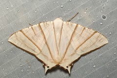 Ourapteryx picticaudata