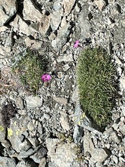 Dianthus pavonius