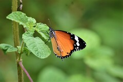 Danaus chrysippus