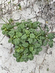 Dasispermum suffruticosum