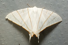 Ourapteryx podaliriata