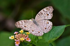 Junonia atlites