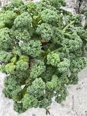 Dasispermum suffruticosum
