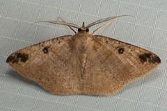 Petelia delostigma