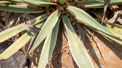 Agave