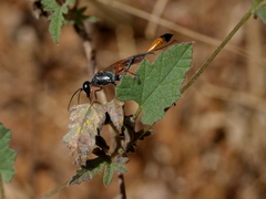 Ammophila
