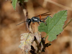 Ammophila