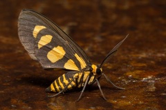 Pseudeuchromia maculifera