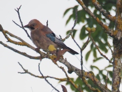 Garrulus glandarius
