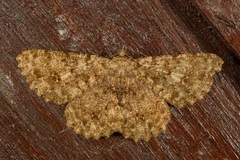 Racotis boarmiaria