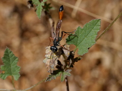 Ammophila
