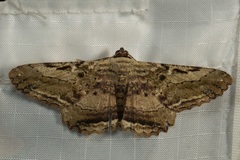 Ruttellerona lithina