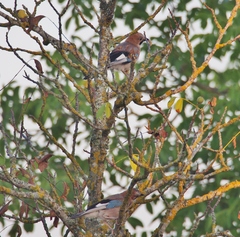 Garrulus glandarius